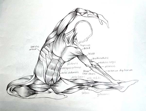 3_anatomia_dello_yoga